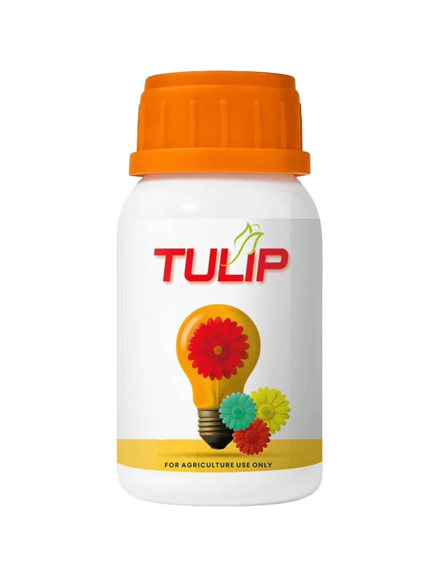 Growill Tulip