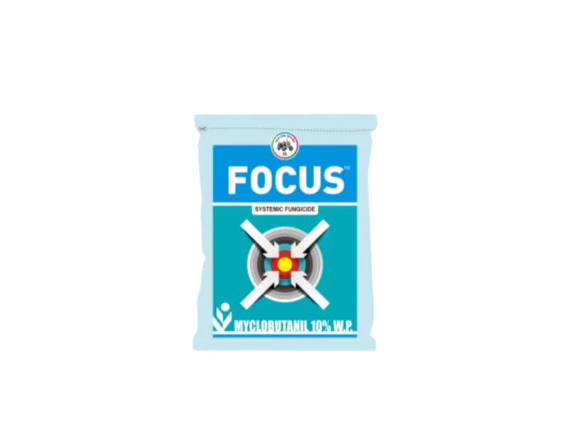 IIL Focus