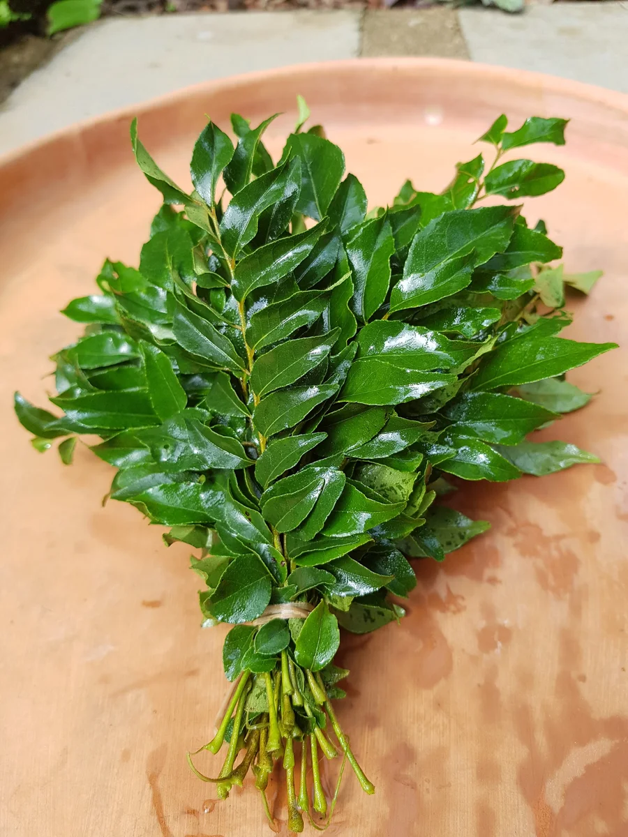 Curry leaves/ಕರಿಬೇವು 2