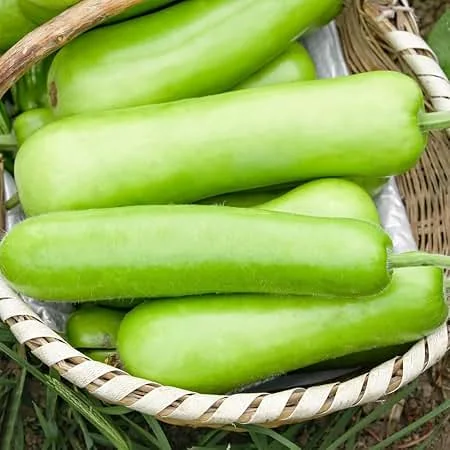 Bottle gourd/ಸೋರೆಕಾಯಿ