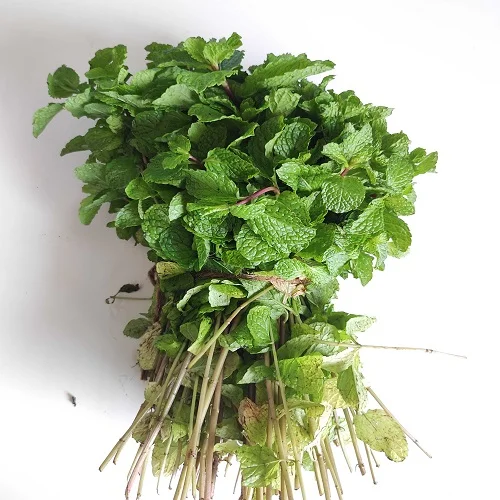 Pudina mint/ಪುದಿನ ಸೊಪ್ಪು