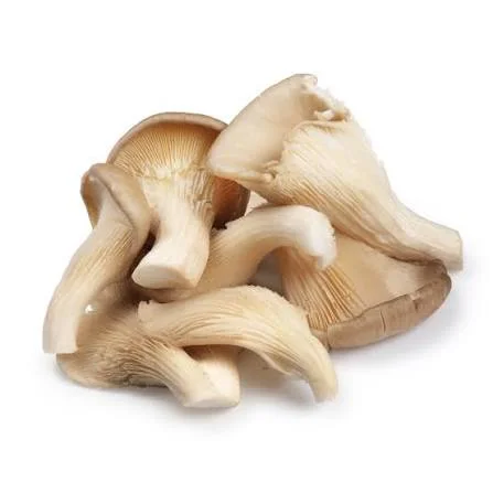 Oyster Mushrooms/ಆಯಿ ಸ್ಟರ್ ಅಣಬೆ 2