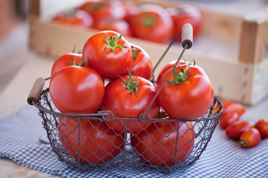Tomato/ಟೊಮೆಟೊ 2