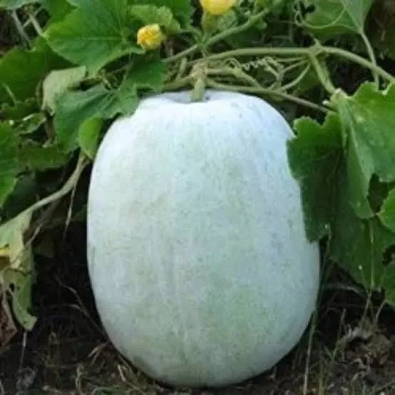Ash gourd