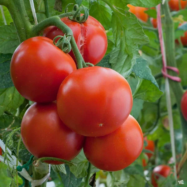 Tomato/ಟೊಮೆಟೊ