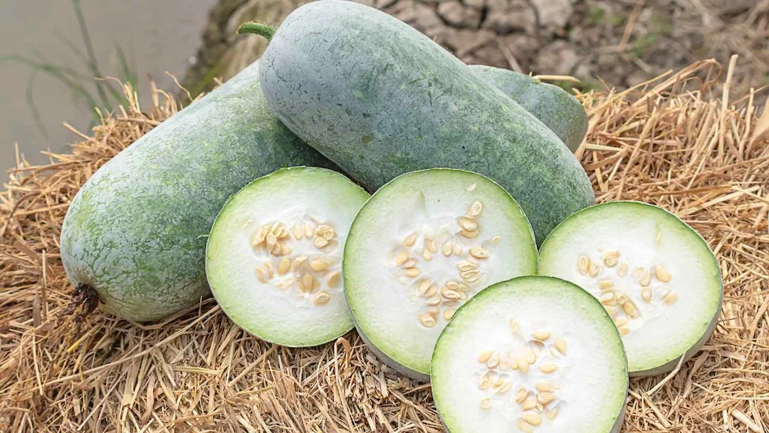 Ash gourd 2