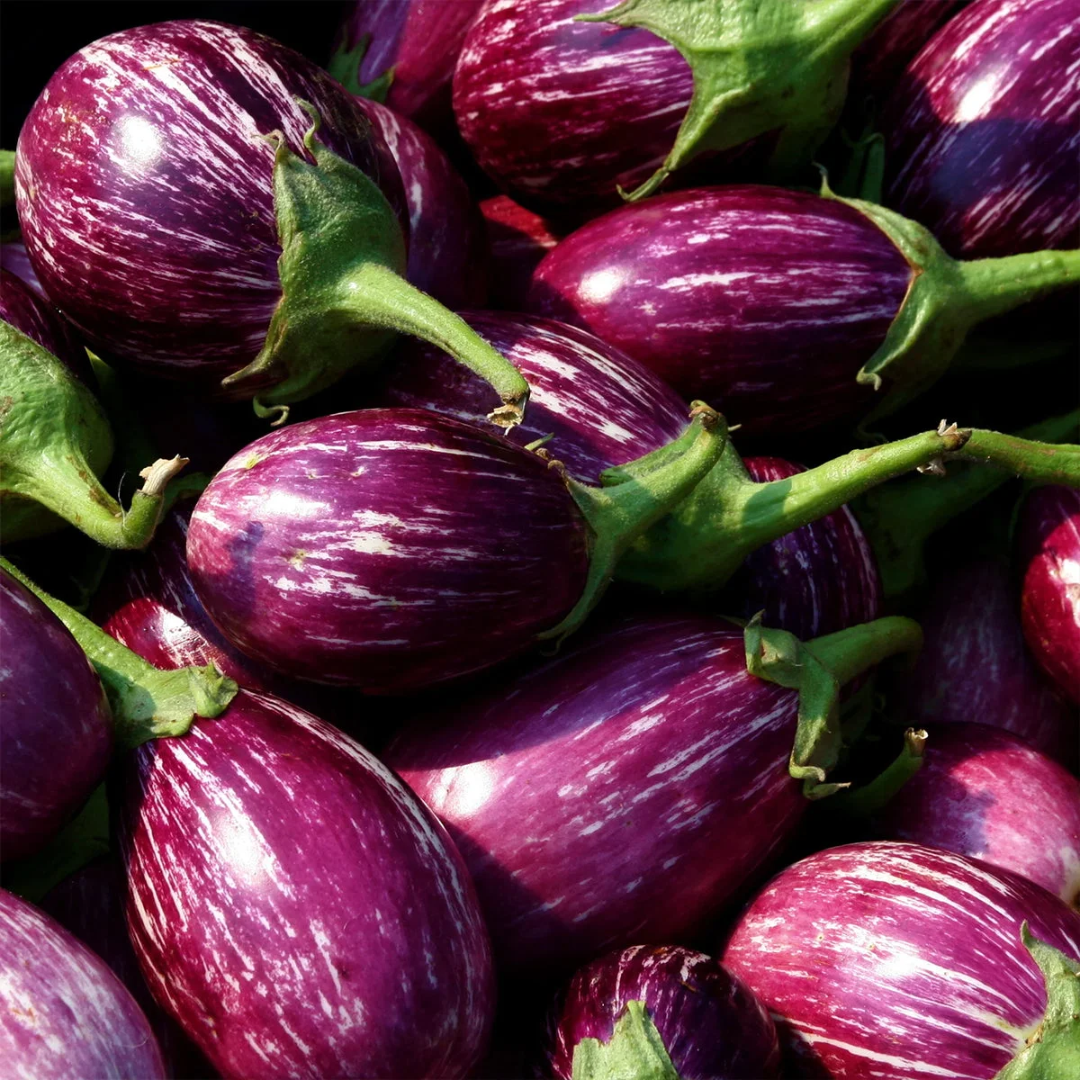 Brinjal/ಬದನೆಕಾಯಿ