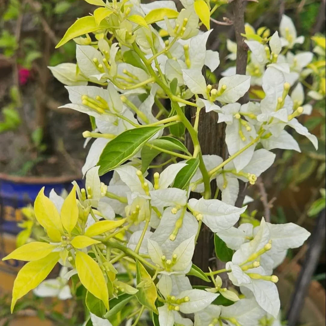 Thai Cloud White Bougainvillea Flower Plant
