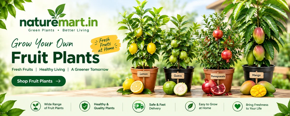 Grow Your Own Fruit Plants