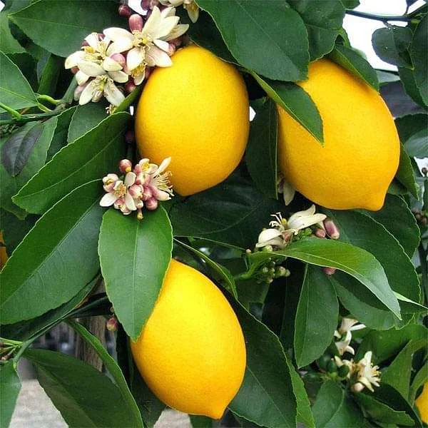 Lemon Plants