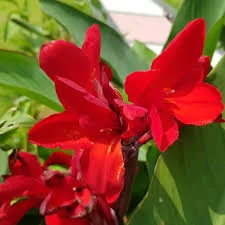Rannas Dwarf flower Plant( Red )