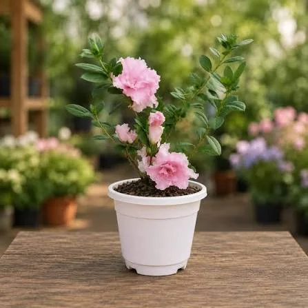 Azalea Flowers Plants (White & Pink)