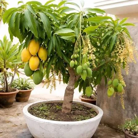 Mango Plants