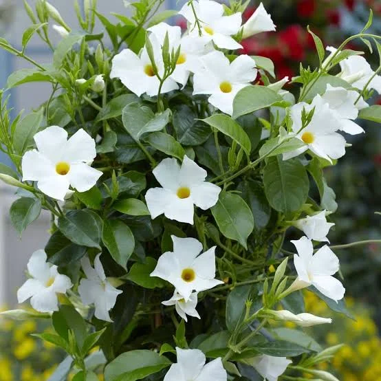 Mandevilla (White) Flowers Plants