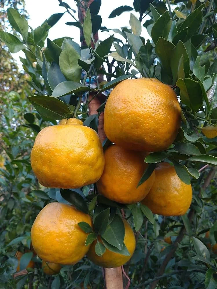 Nagpur Orange Fruit Plant