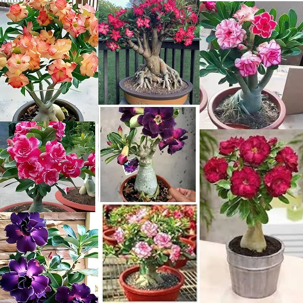 Plant Cambo
