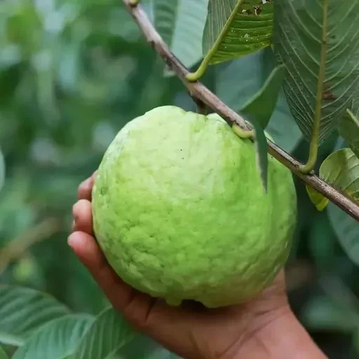 Thai 7 Guava Fruit Plants