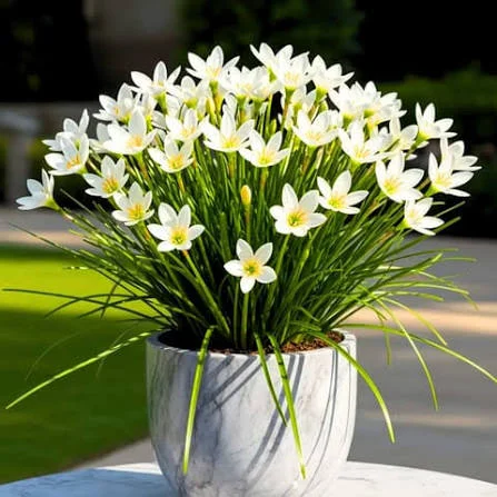 Flower Plants