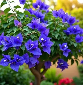 Thai Bougainvillea Plants