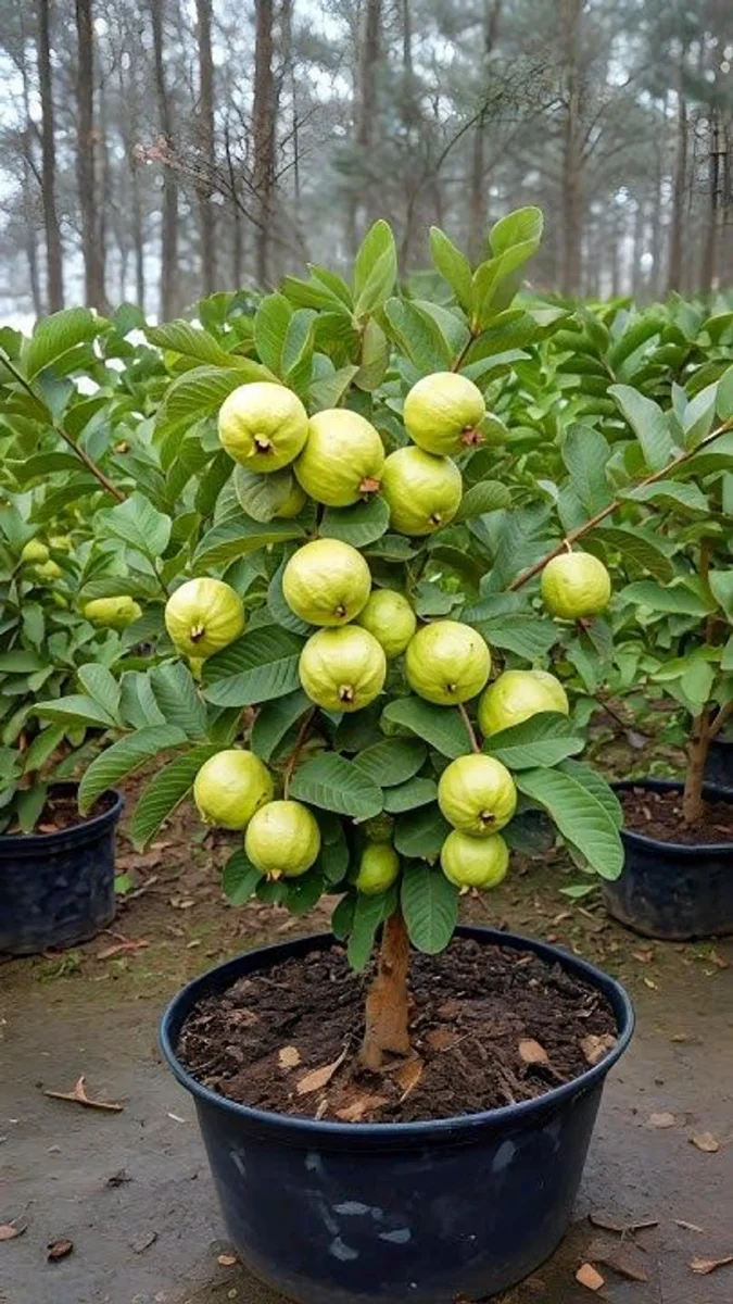 Guava Plants