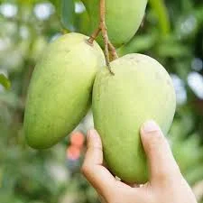 All Time Mango Plant