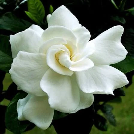 Jasmine Rose Flowers Fragrant Plants(Gandharaj)