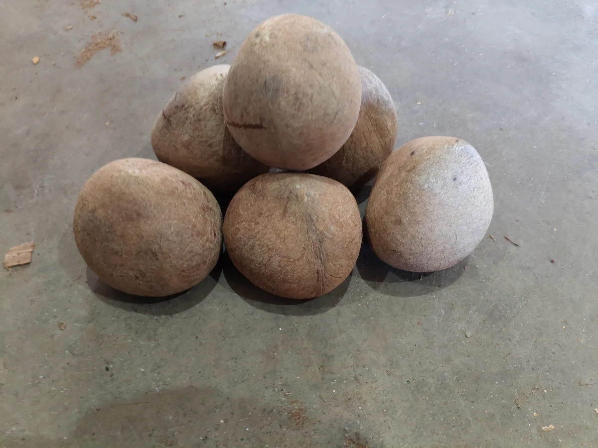 Tiptur ball dry copra