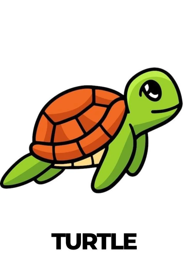 turtle