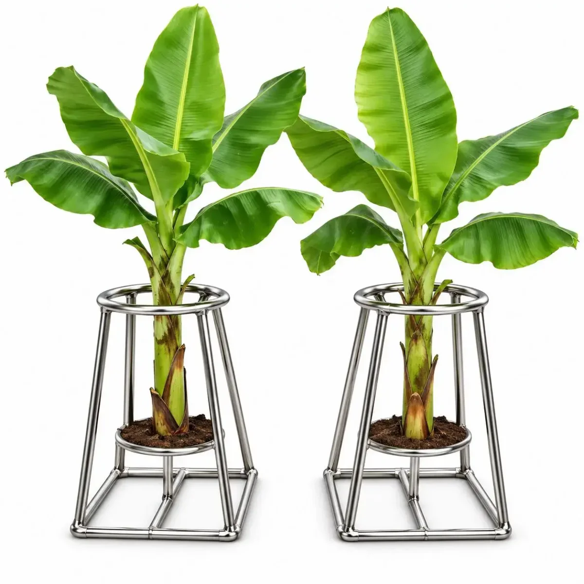 Stainless steel banana plant stand light weight