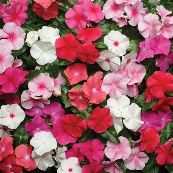 Vinca Pacifica Mix