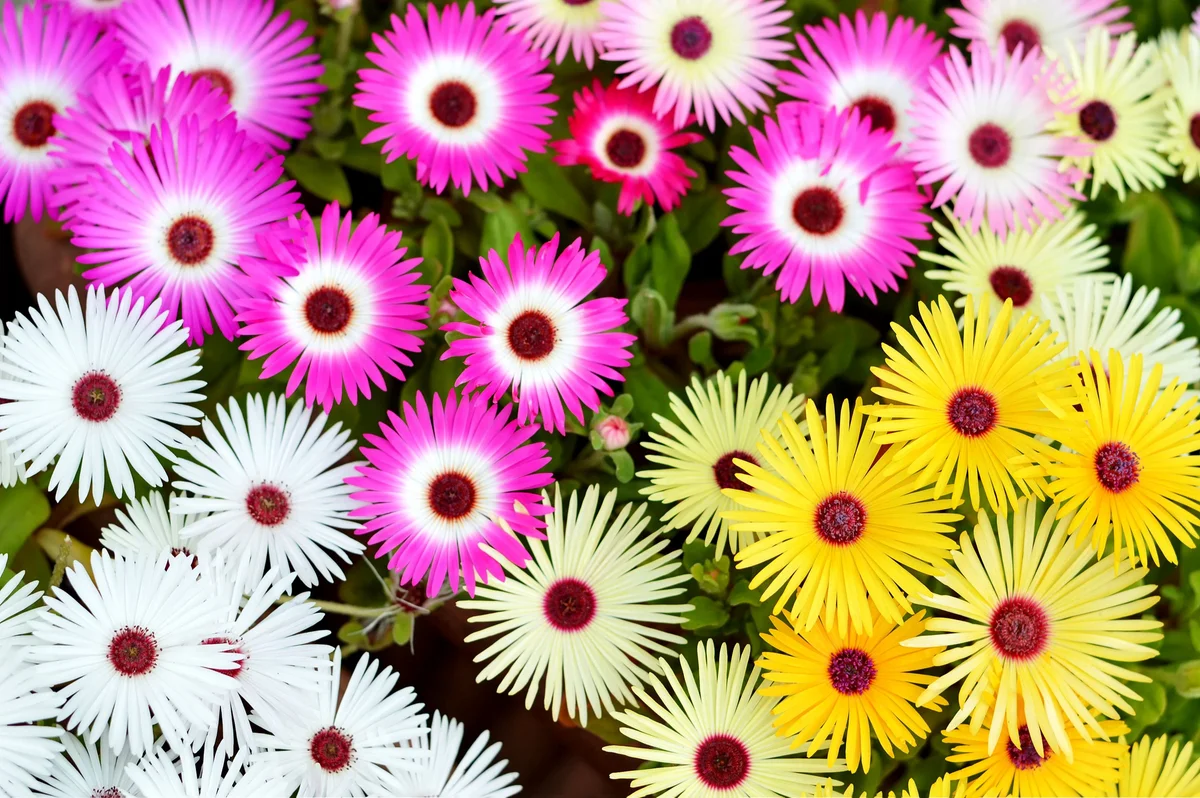 Mesembryanthemum Mix