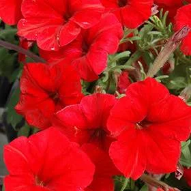 Petunia Red