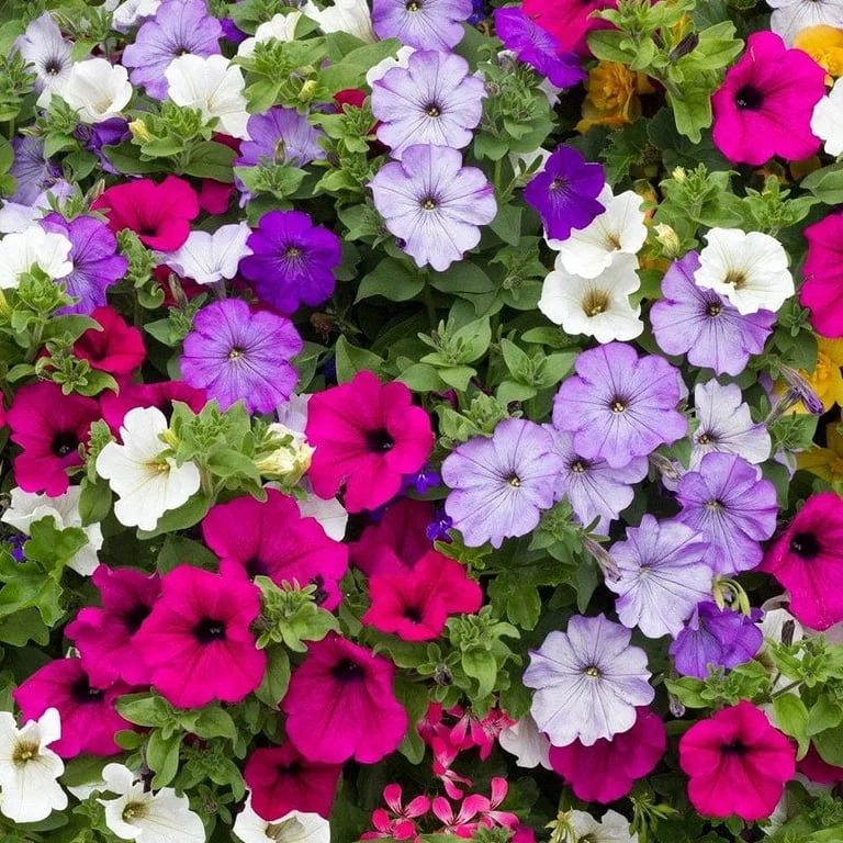 Petunia Single Mix