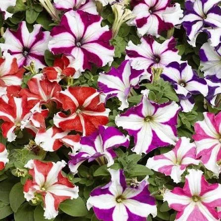 Petunia Star Mix Desi