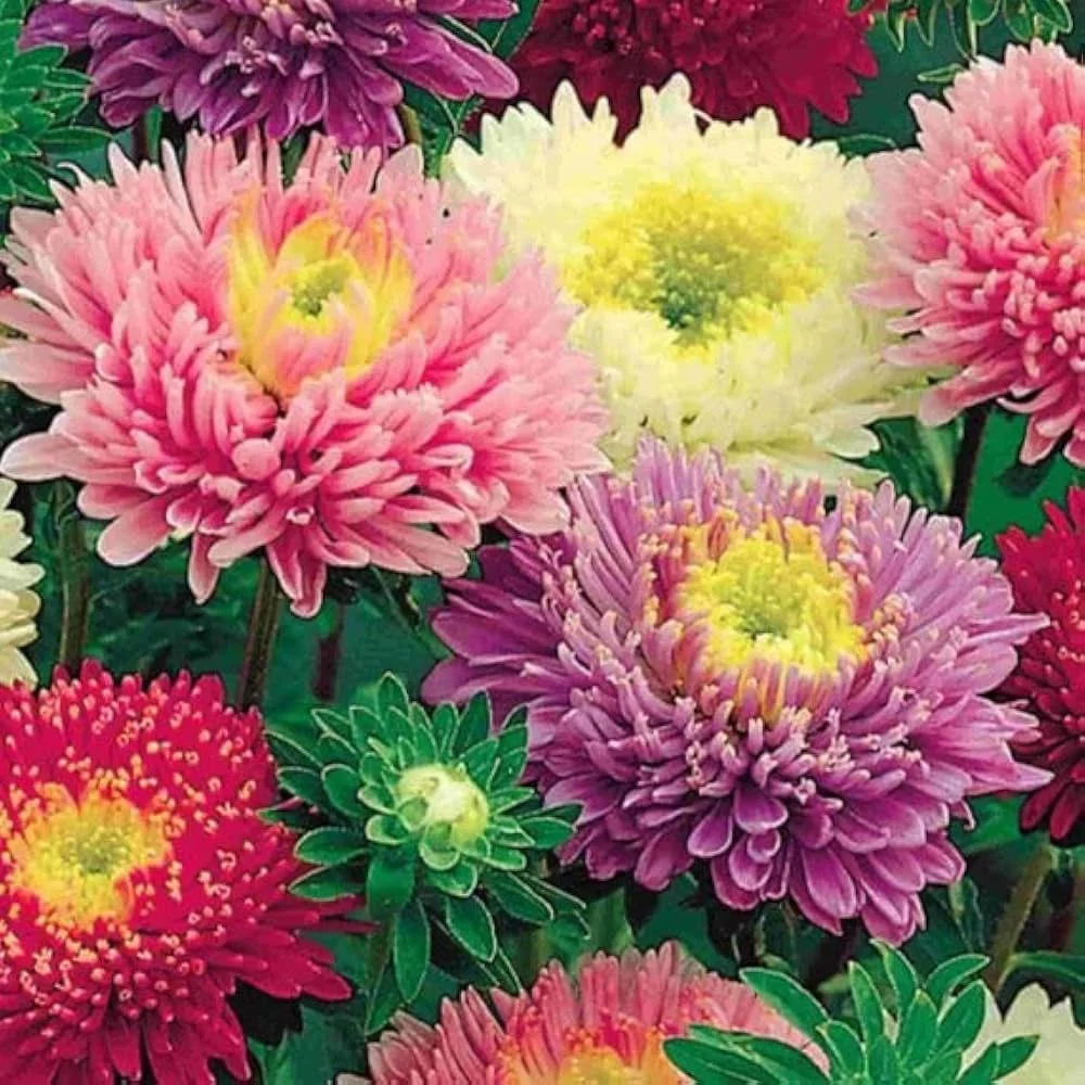 Aster Mix