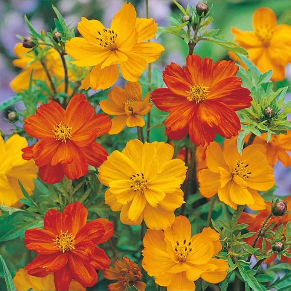 Cosmos Brightlight Mix