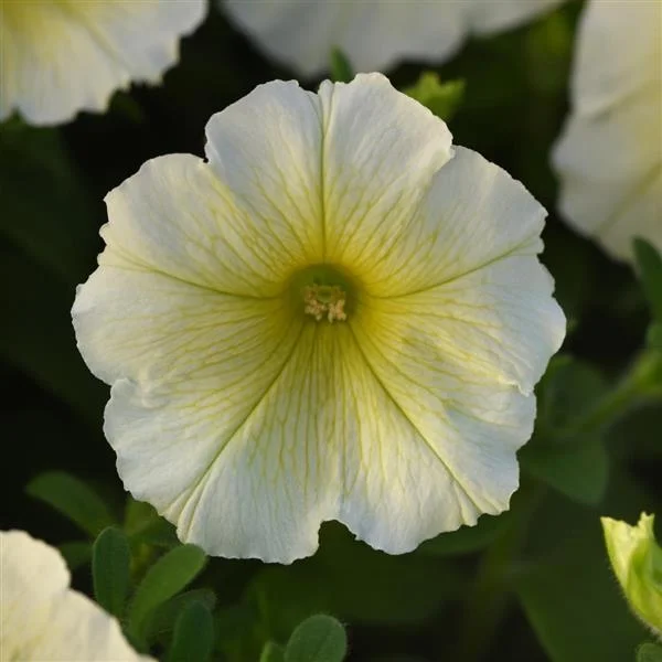 Petuni Mirage Yellow