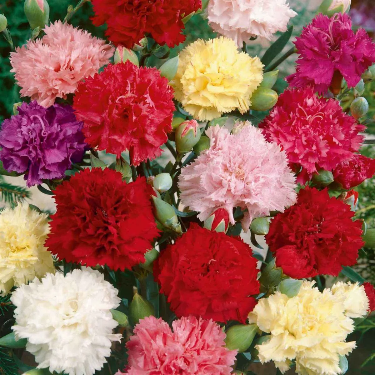 Dianthus Carnation Mix