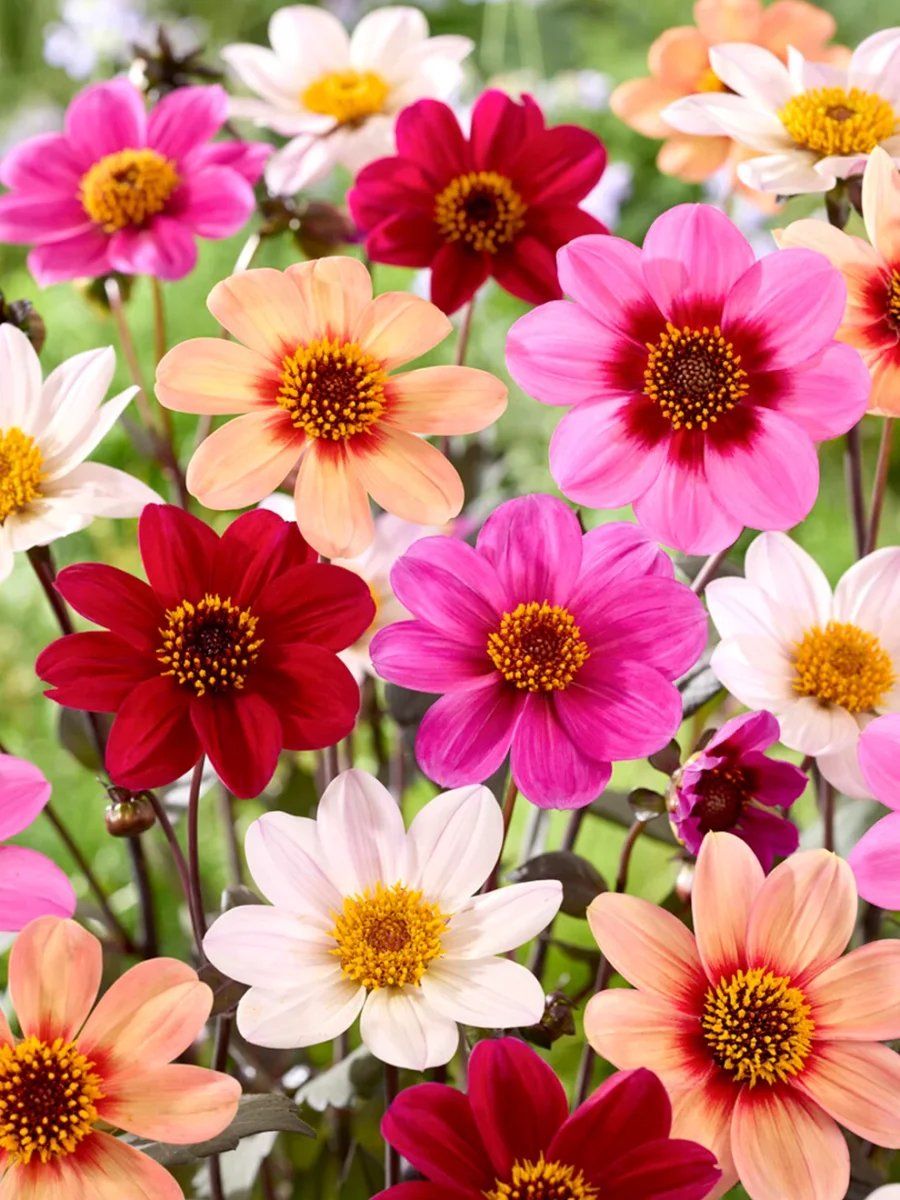 Dahlia Mix