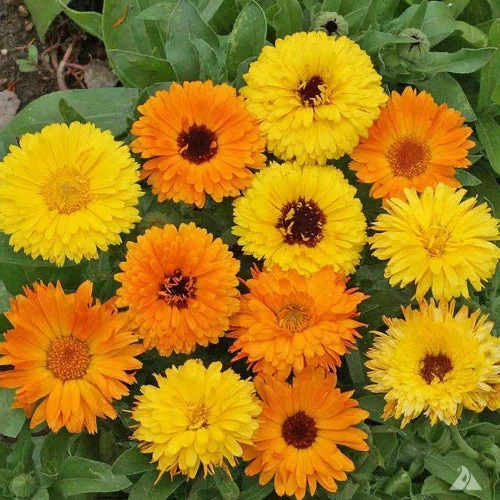 Calendula Mix