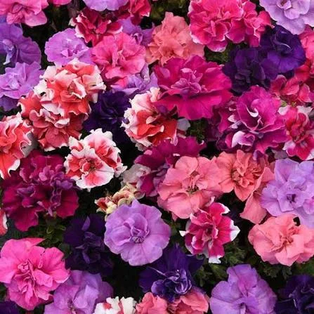 Petunia Double Duo Mix