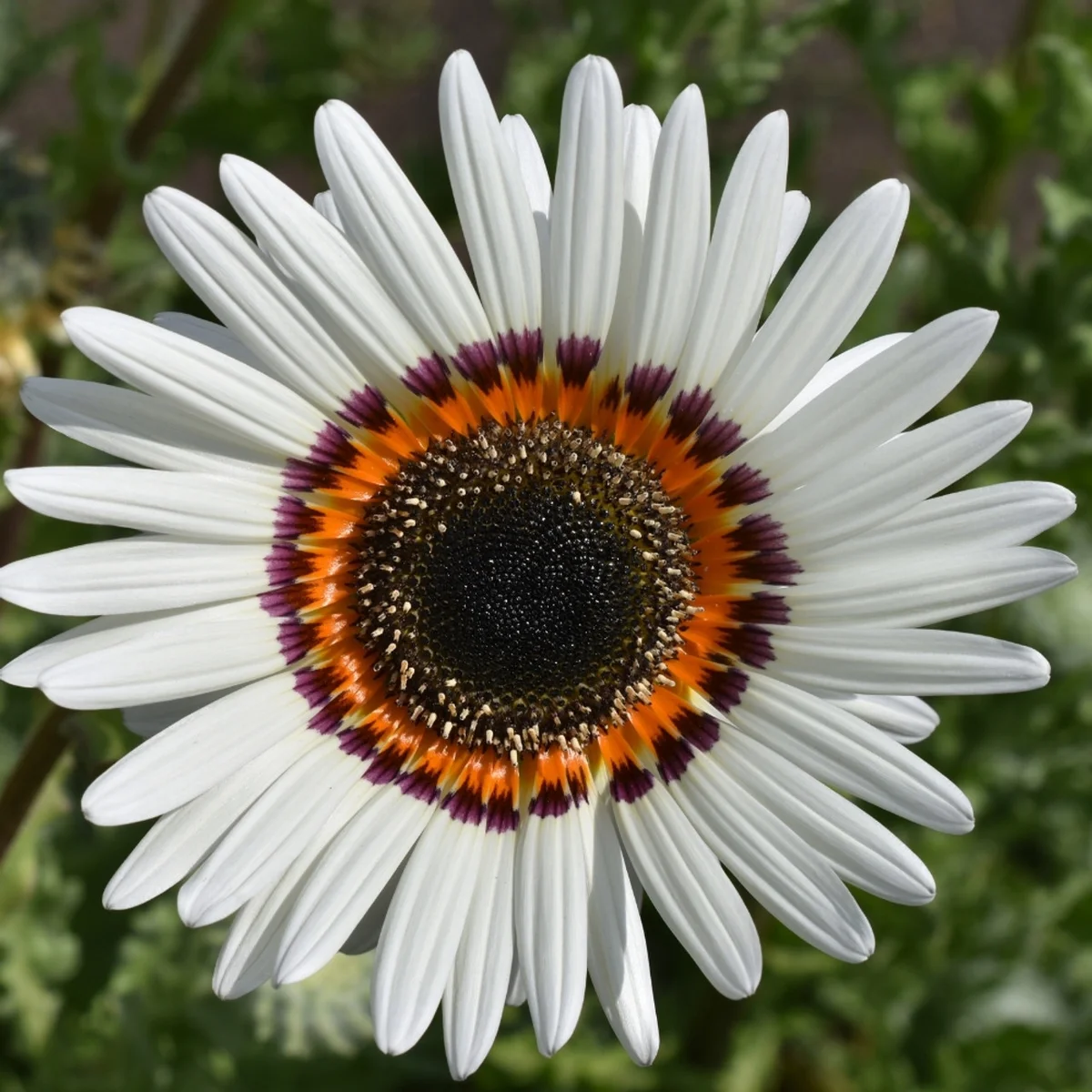 Venedium White