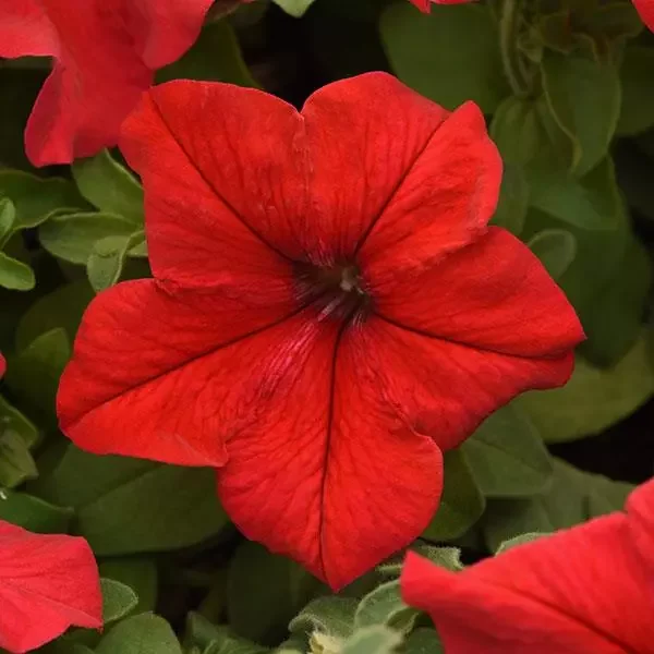 Petunia Red