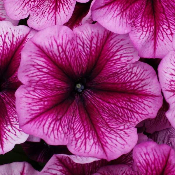 Petunia Plum Ice