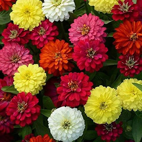 Zinnia Mix