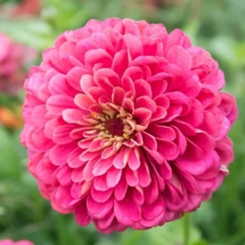 Zinnia Illumination Deep Rose