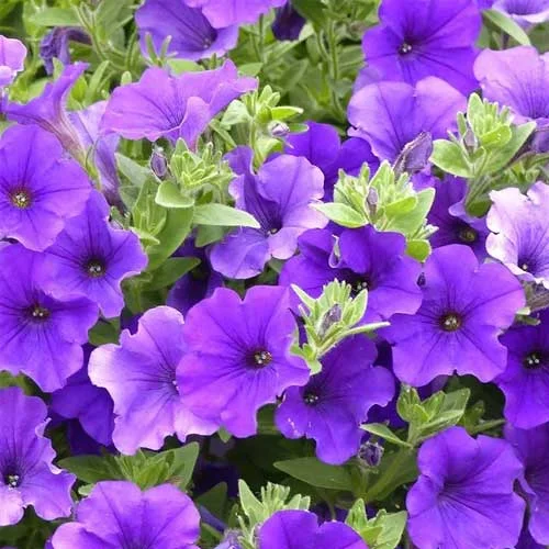 Petunia Blue Desi