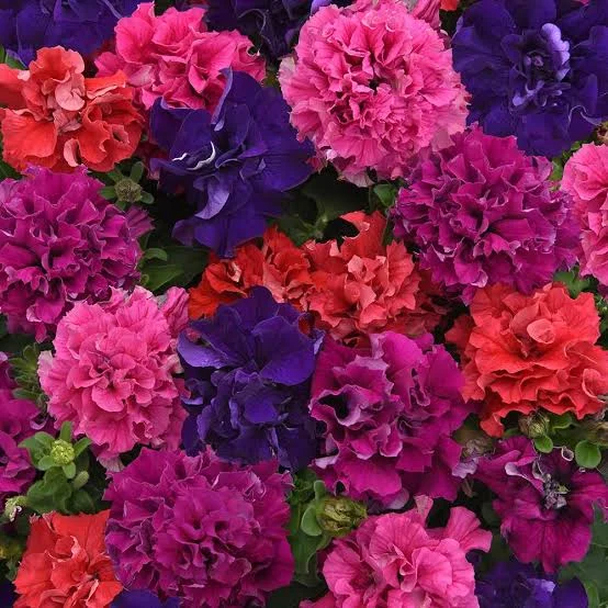 Petunia Double Glorious Mix