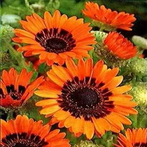Venidium Orange