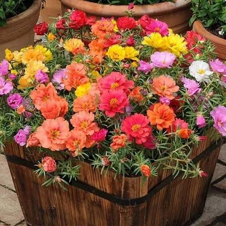 Portulaca Grandiflora Double Mix